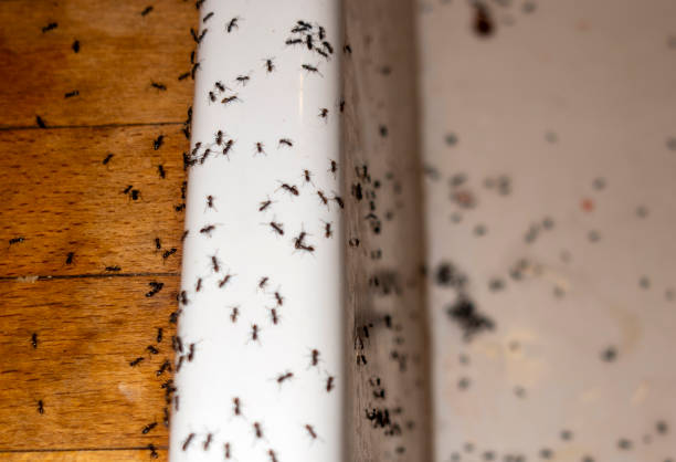Keokea, HI Pest Control Company
